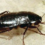 Cucarachas: cómo eliminarlas para siempre