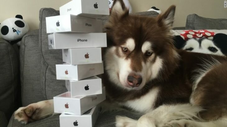 Compra ocho iPhone 7 y se los regala a su perro